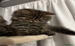 Persian cats for sale: Persian Kittens Looking for Loving Homes - Advert 22