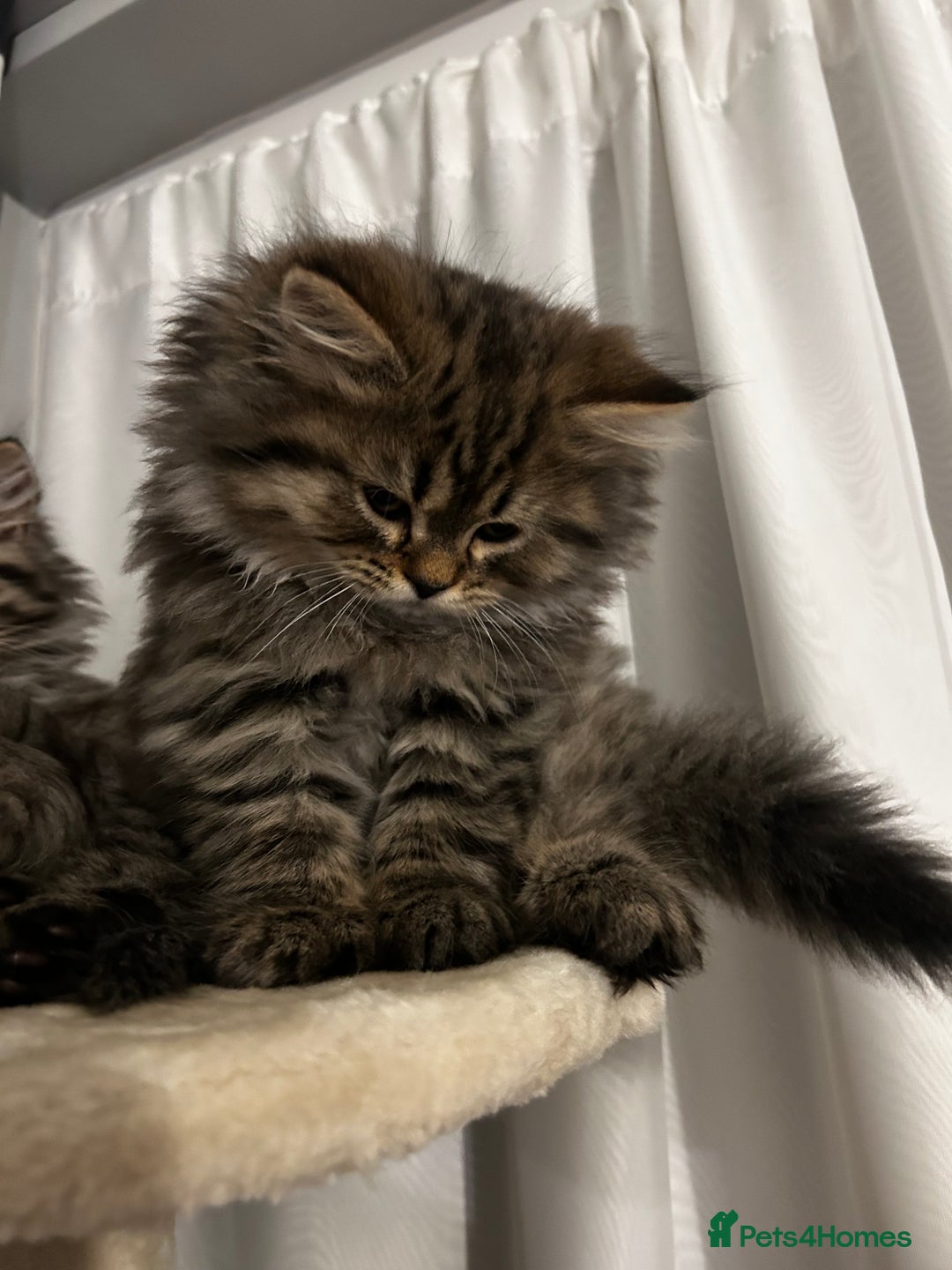 Persian cats for sale: Persian Kittens Looking for Loving Homes - Advert 22