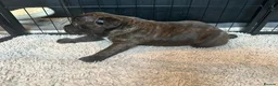Staffordshire Bull Terrier dogs for sale: 🐾 Beautiful Brindle Staffordshire Terrier Boy  - Advert 20