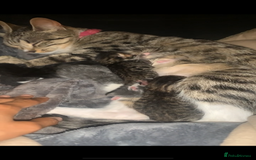 Mixed Breed cats for sale: 6 gorgeous kittens😍Ready Now - Image 16