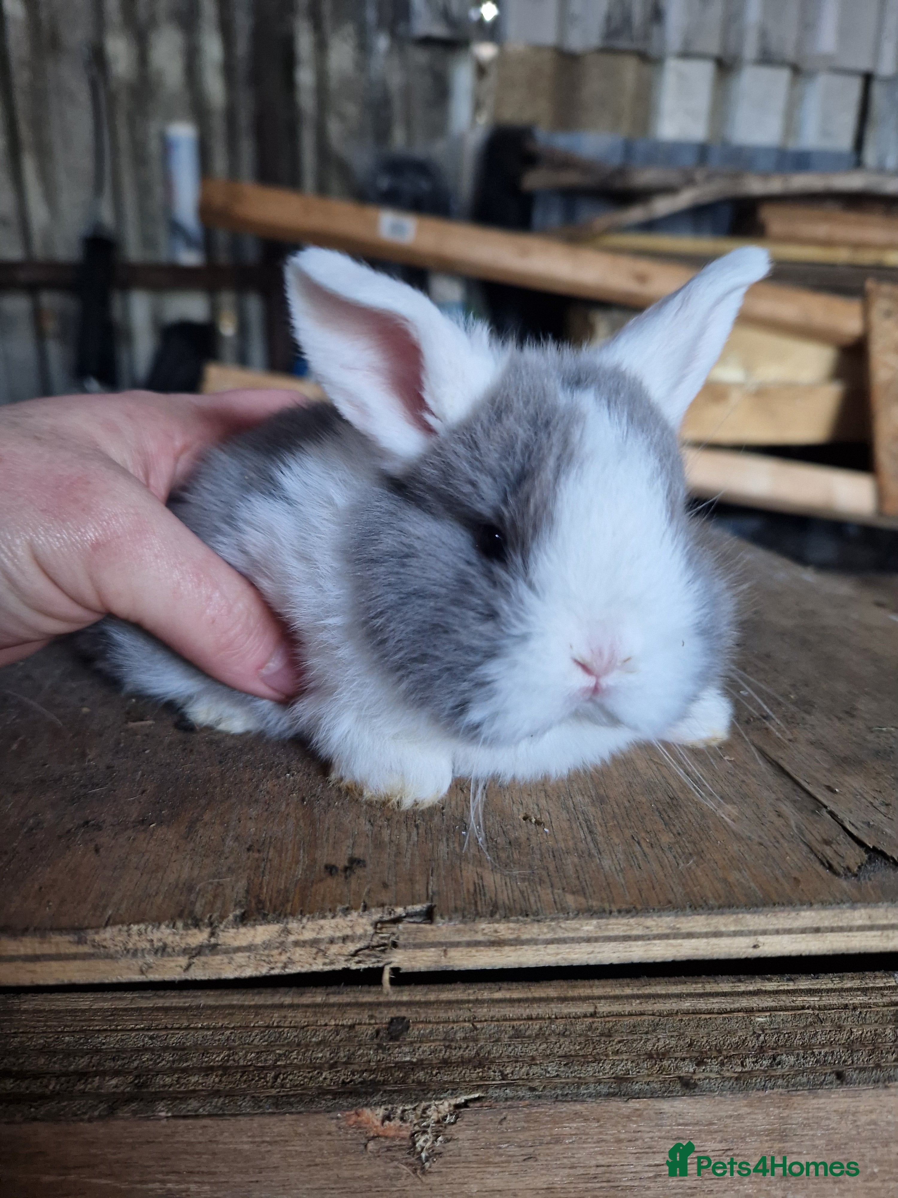 Mini Lop rabbits Baby Mini Lops - Advert 8