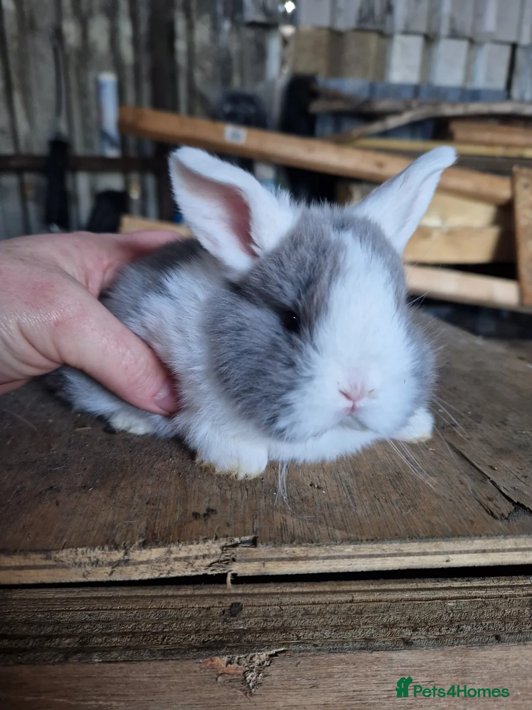 Mini Lop rabbits for sale: Baby Mini Lops - Advert 1