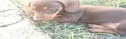 Miniature Dachshund dogs for sale: Minute smooth daschund  in Middlesbrough - Advert 2