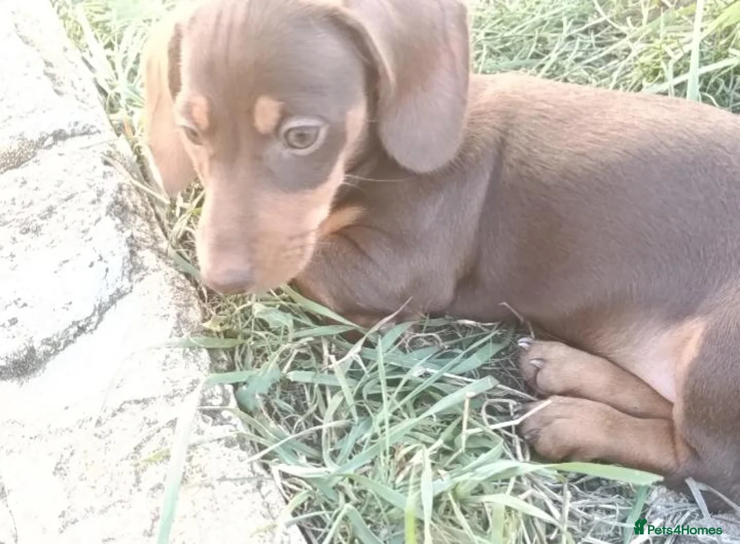 Miniature Dachshund dogs for sale: Minute smooth daschund  in Middlesbrough - Advert 2
