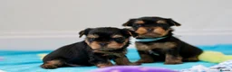 Yorkshire Terrier dogs for sale: Top Quality KC Reg Yorkshire Terrier Puppies - Advert 13