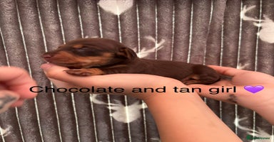 Dachshund dogs Tweenie dachshund puppies  - Advert 13