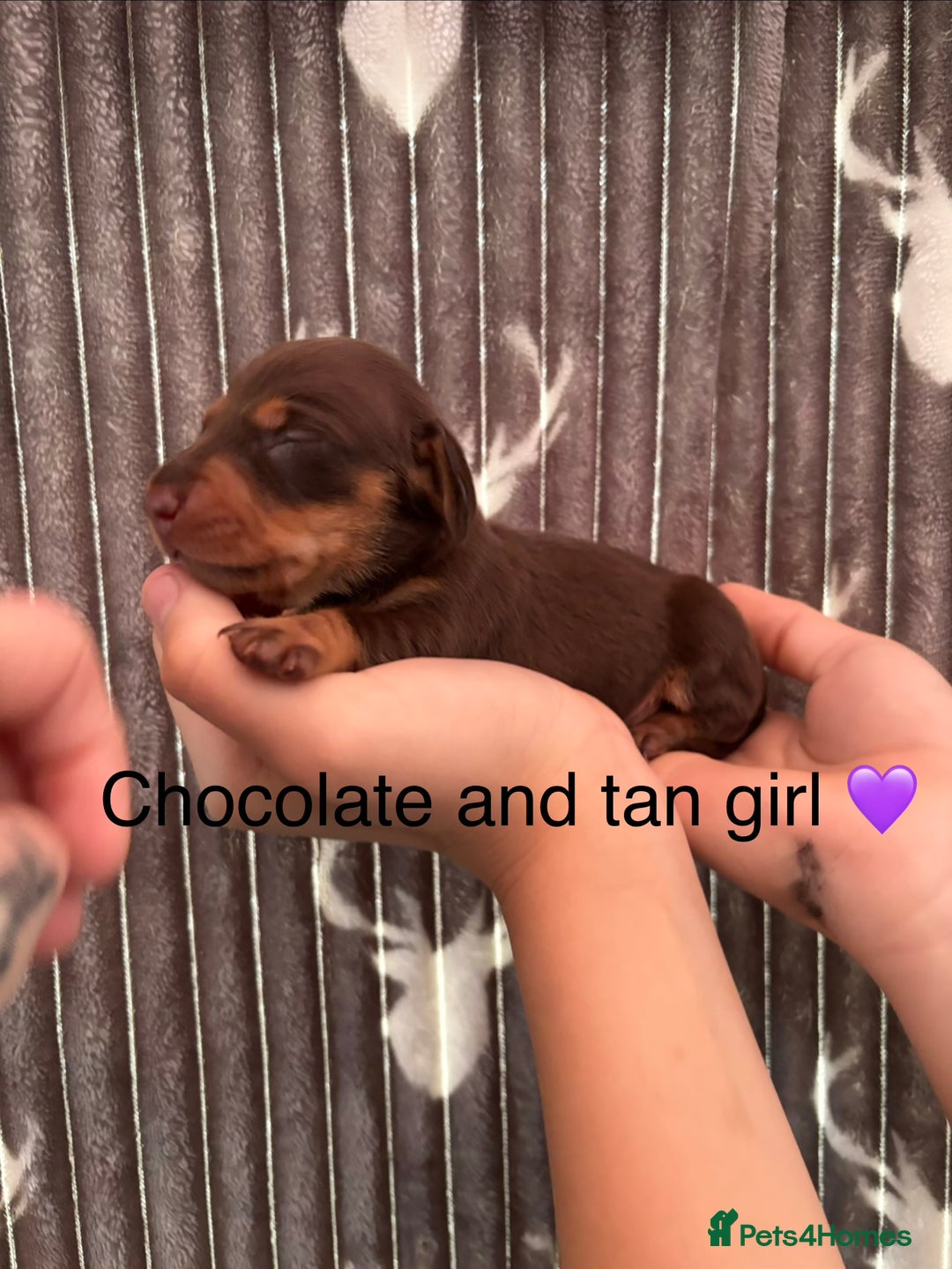 Dachshund dogs for sale: Tweenie dachshund puppies  - Image 3