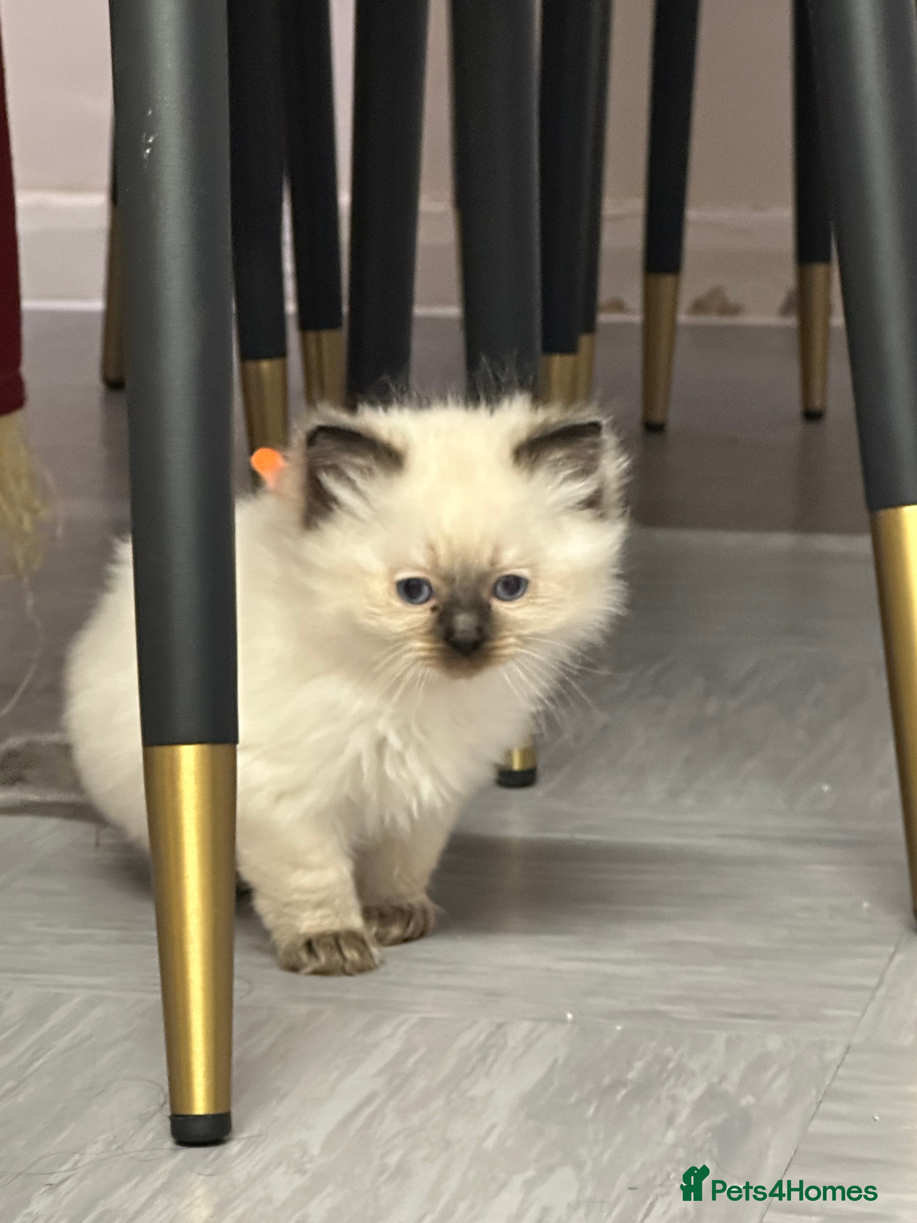 Ragdoll cats for sale: Pure Ragdolls - Advert 2