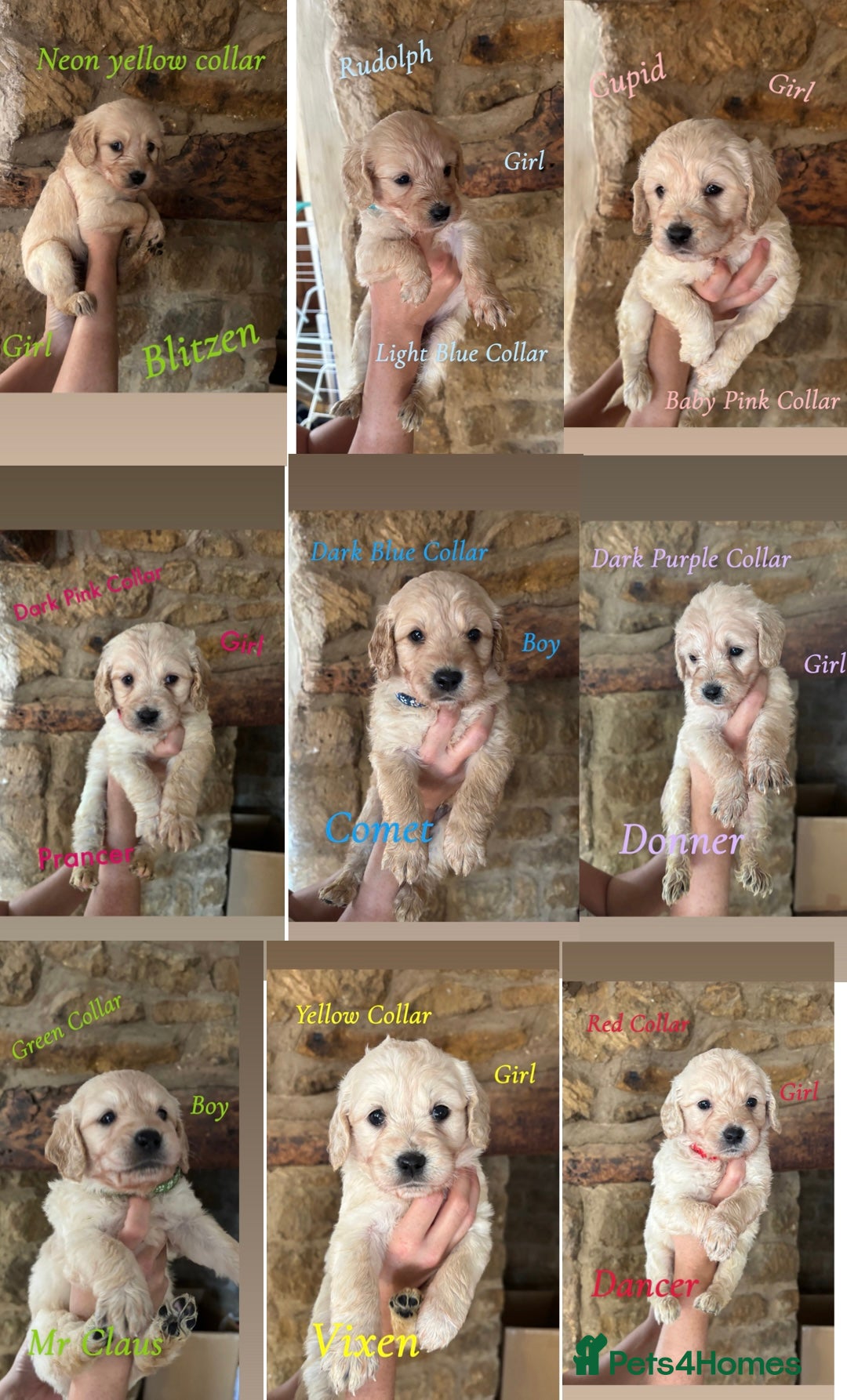 Mini Goldendoodle dogs for sale: 10 beautiful Miniature F1 GoldenDoodle puppies - Advert 4