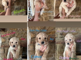 Mini Goldendoodle dogs 10 beautiful Miniature F1 GoldenDoodle puppies - Advert 7