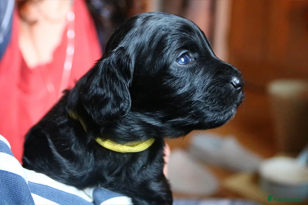 Cockapoo dogs for sale: Cockapoo Puppies for sale in Brighton - Advert 16