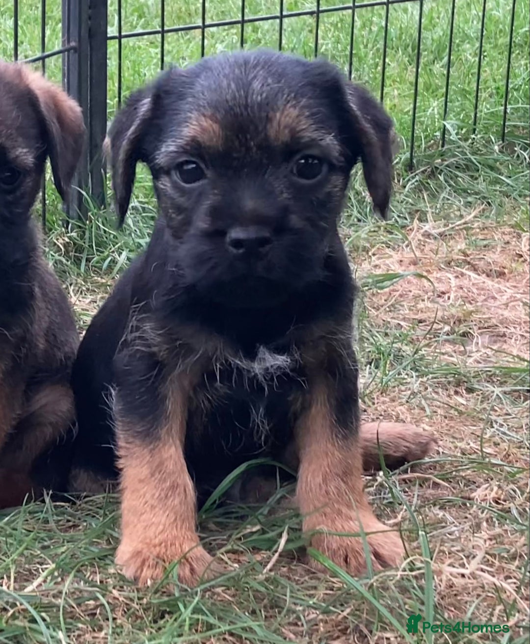 Border Terrier dogs for sale: Border Terrier puppies - Image 9