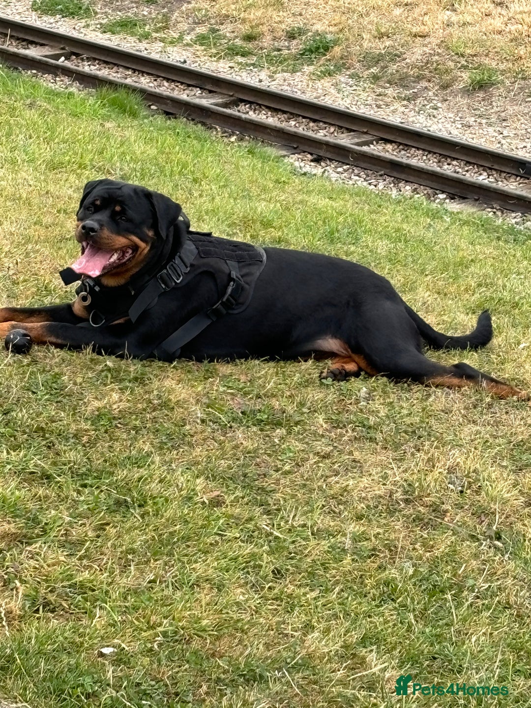 Rottweiler dogs for sale: Female Rottweiler  - Advert 3