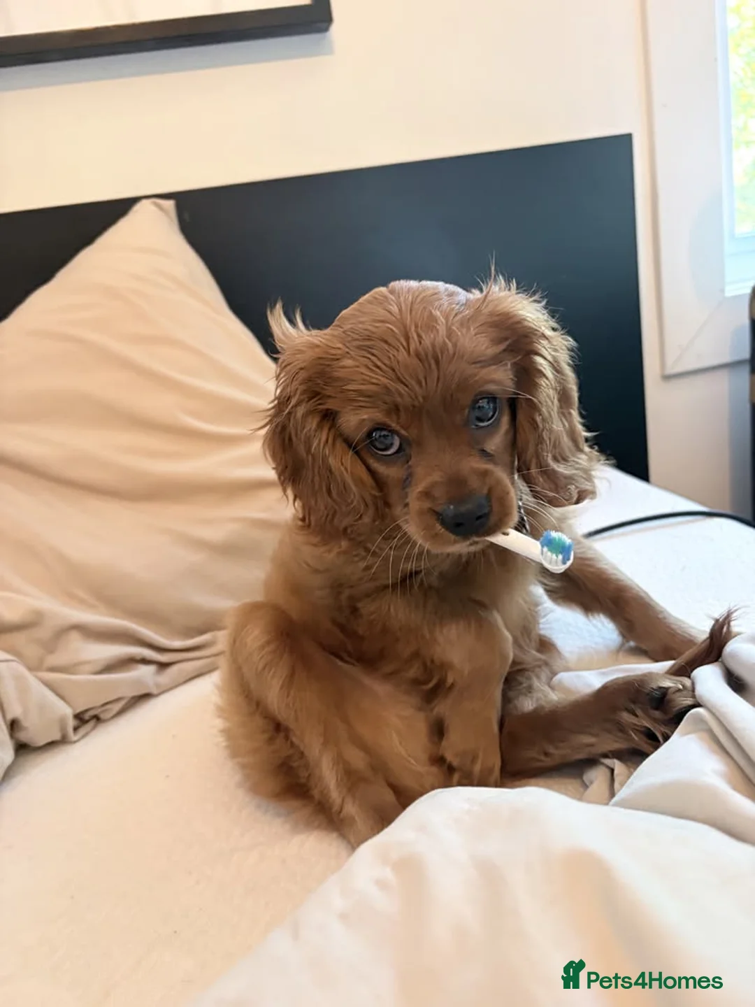 Cavalier King Charles Spaniel dogs for sale: Cavalier Spaniel puppies, puppies for sale in Swansea - Advert 3