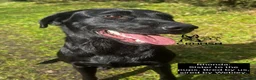 Labrador Retriever dogs for sale: Outstanding, Health Tested, KC Reg, Labrador Pups - Advert 14