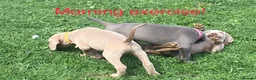 Weimaraner dogs for sale: 1 x SILVER FEMALE LEFT KC Reg Working SILVER - Advert 7