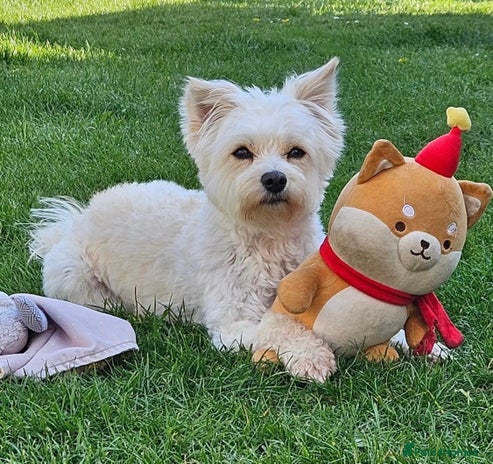 Pomapoo dogs Fluffy 4 Pomapoo Puppies Ready for Their Homes - Advert 1