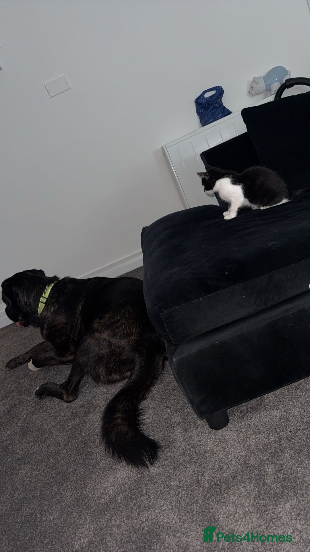 Cane Corso dogs for sale: Cane corso cross American ikita - Image 3
