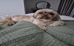 Mixed Breed dogs for sale: Brother and sister MUST stay together  - Image 10