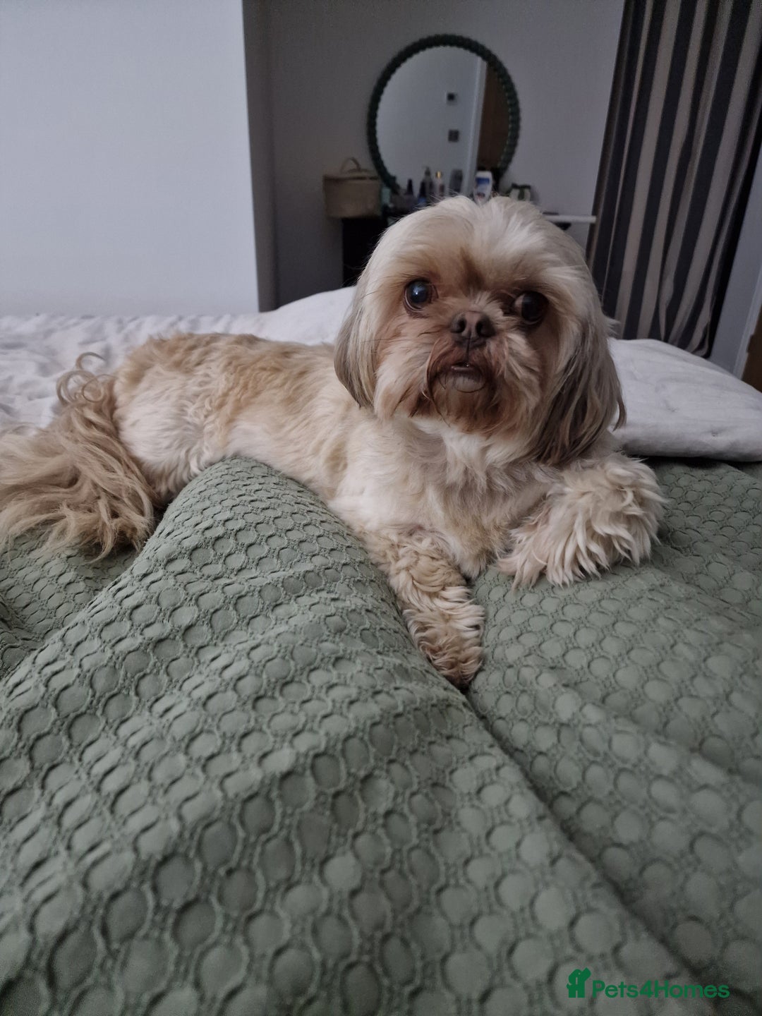Mixed Breed dogs for sale: Brother and sister MUST stay together  - Image 10