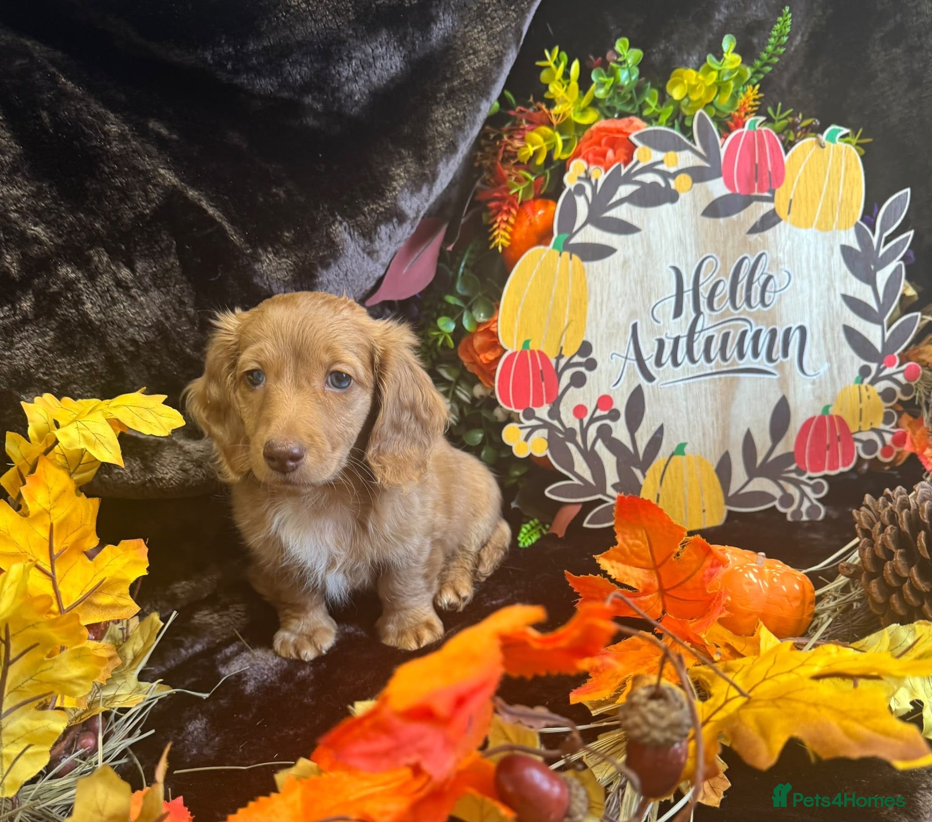 Miniature Dachshund dogs STUNNING KC LONG HAIRED MINIATURE DACHSHUND PUPS💕 - Advert 16