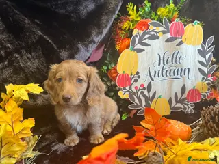 Miniature Dachshund dogs STUNNING KC LONG HAIRED MINIATURE DACHSHUND PUPS💕 - Advert 16