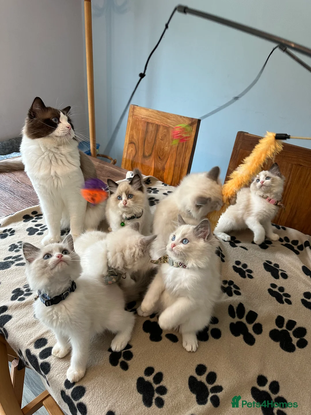 Ragdoll cats for sale:  ACTIVE CAT OR pet TICA Registered Ragdoll Kittens - Advert 22