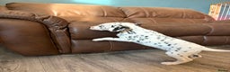 Dalmatian dogs for sale: The most beautiful beautiful Dalmatian puppies  - Advert 9