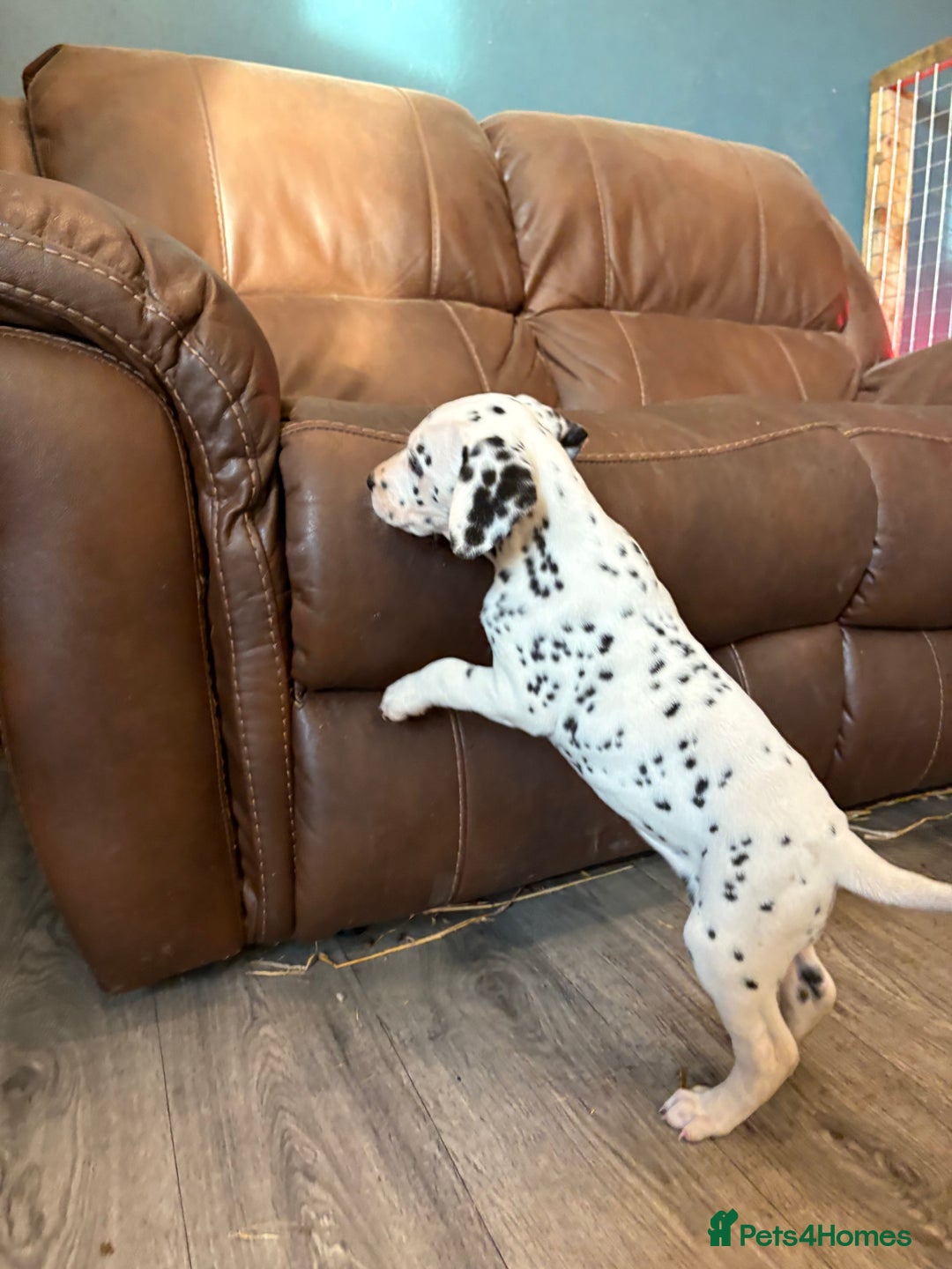 Dalmatian dogs for sale: The most beautiful beautiful Dalmatian puppies  - Advert 9