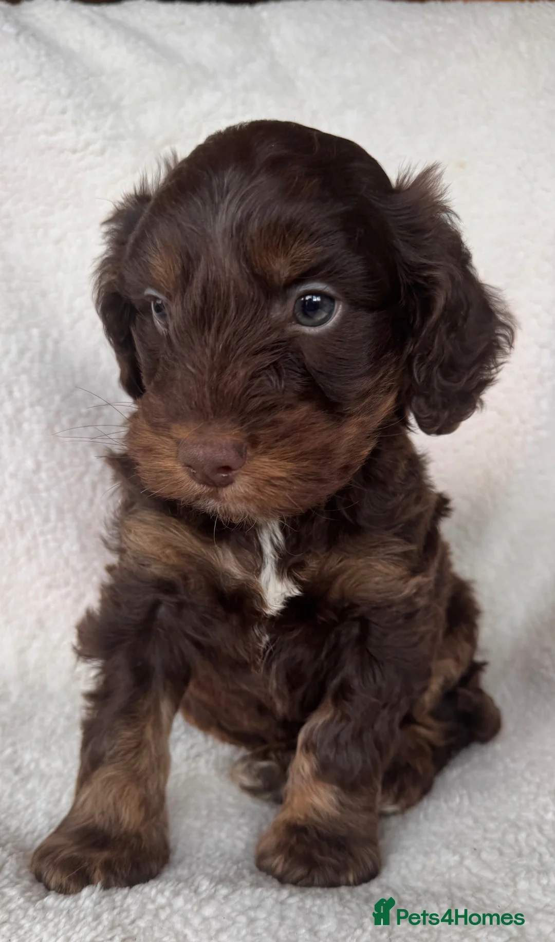Cockapoo dogs for sale: Adorable cockapoo boy in Stoke-on-Trent - Advert 2