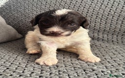 Cockapoo dogs for sale: F1 Cockapoo puppies  - Image 5