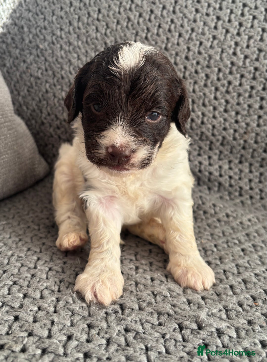 Cockapoo dogs for sale: F1 Cockapoo puppies  - Image 5