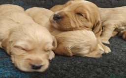 Mini Goldendoodle dogs for sale: Adorable Red & Apricot Goldendoodle Puppys - Image 10