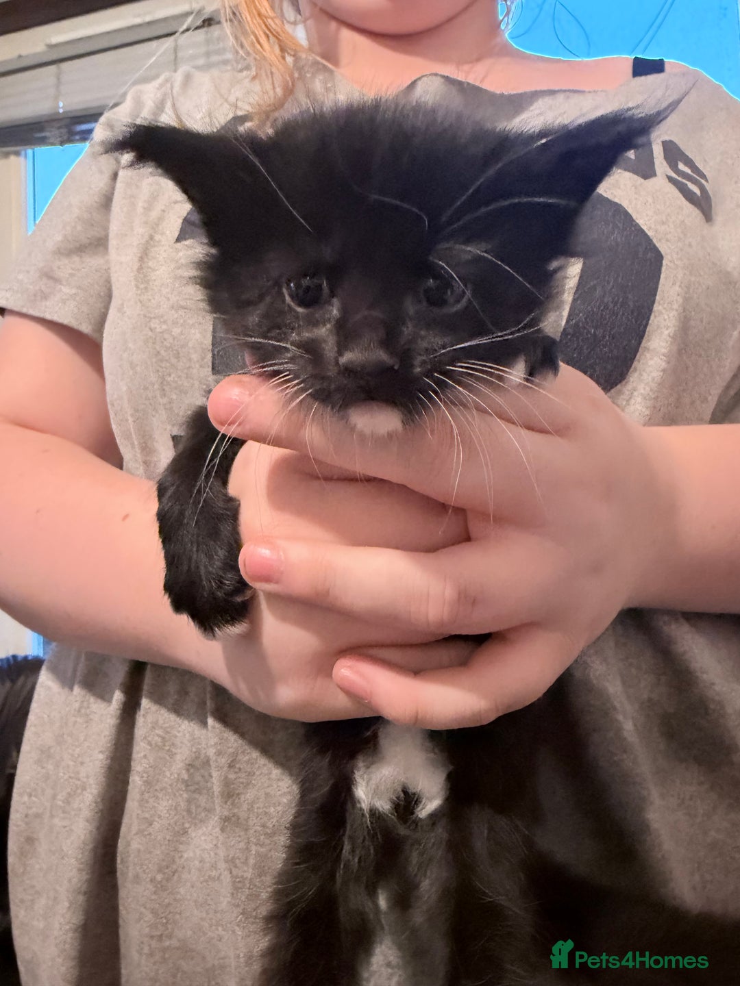 Maine Coon cats for sale: TICA reg adorable Maine Coon baby kittens  - Advert 20