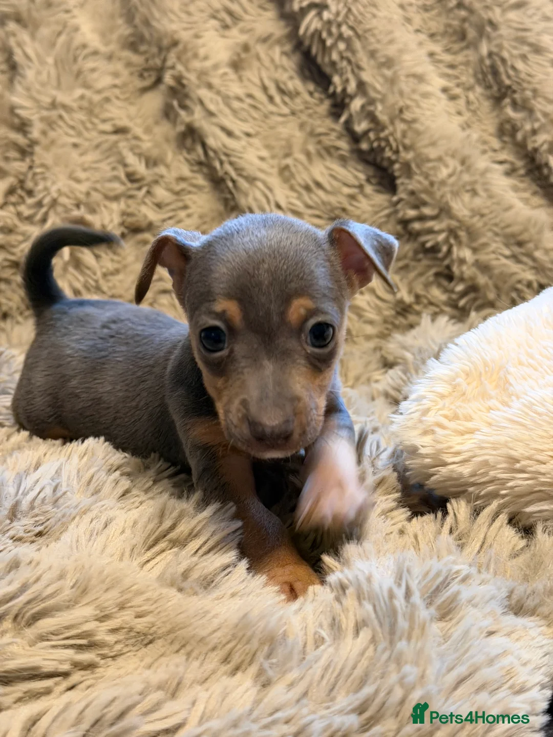 Jack Russell dogs for sale: Miniature Rare Coloured imported line JR babies  - Advert 13