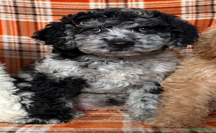 Labradoodle dogs in Harlow - Advert 6