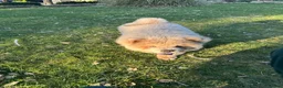 Chow Chow dogs for sale: Beautiful female chowchow - Advert 2