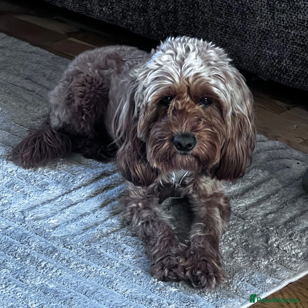 Cockapoo dogs for sale: Cockapoo 2 years old - Advert 2