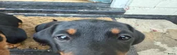 Miniature Dachshund dogs for sale: Beautiful miniature dachshund puppies - Advert 7