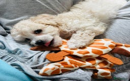 Toy Poodle dogs for sale: ***Teacup Toy poodle boy*** - Image 2