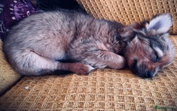 Pomchi dogs for sale: Beautiful female puppy ready now!  in Godstone - Image 26