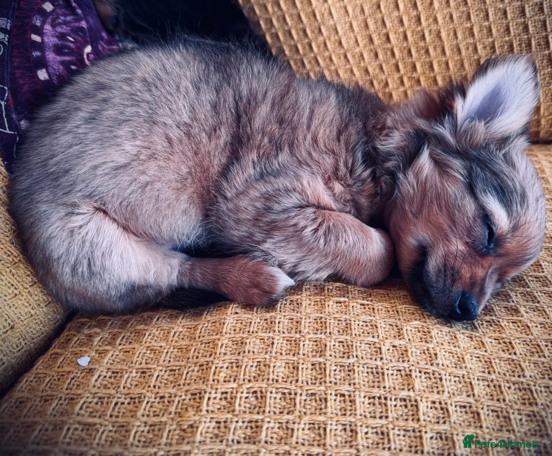 Pomchi dogs for sale: Beautiful female puppy ready now!  in Godstone - Image 26