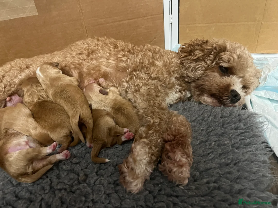 Mixed Breed dogs for sale: Cavapoo cross puppies - cuddly peekapoo pups  - Advert 9