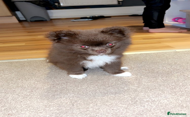 Pomeranian dogs 1 stunning rare markings Pom ready now  - Advert 15