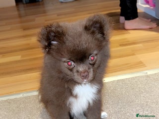 Pomeranian dogs 1 stunning rare markings Pom ready now - Advert 3