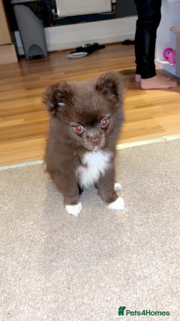Pomeranian dogs 1 stunning rare markings Pom ready now - Advert 15