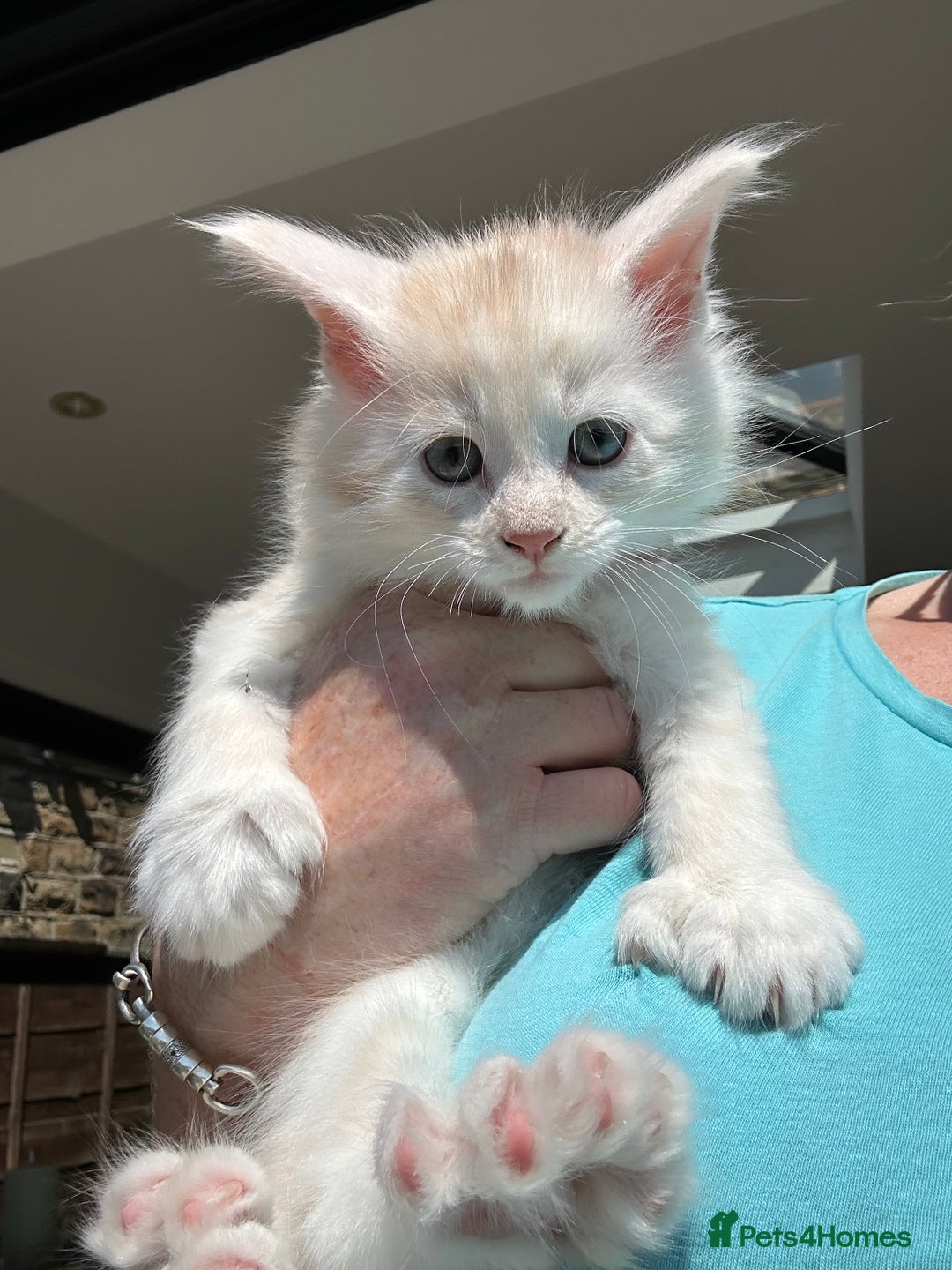 Maine Coon cats for sale: 🐾 Proven TICA  Maine Coon Queen – Black Smoke 🐾 - Image 30