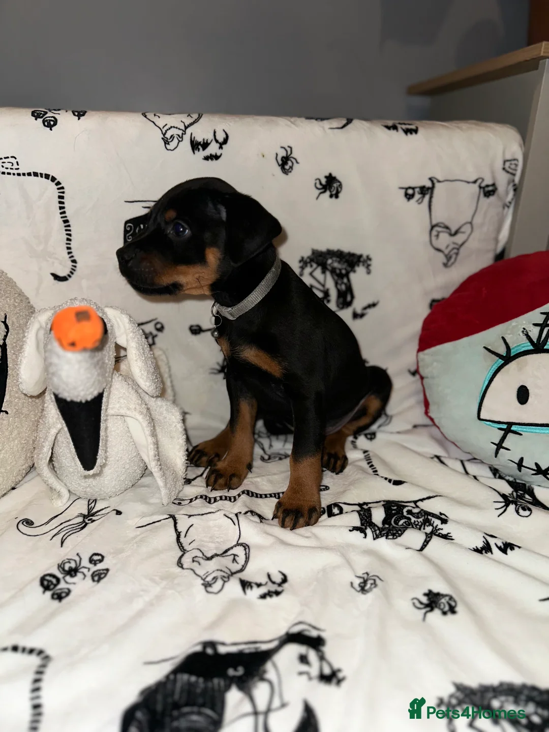 Mixed Breed dogs for sale: 10 Rottweiler cross Doberman pups - Advert 6