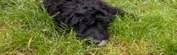 Cockapoo dogs for sale: Cockapoo Male - Advert 2