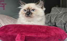 Ragdoll cats for sale: Blue Point Ragdoll Kittens for sale   - Image 6